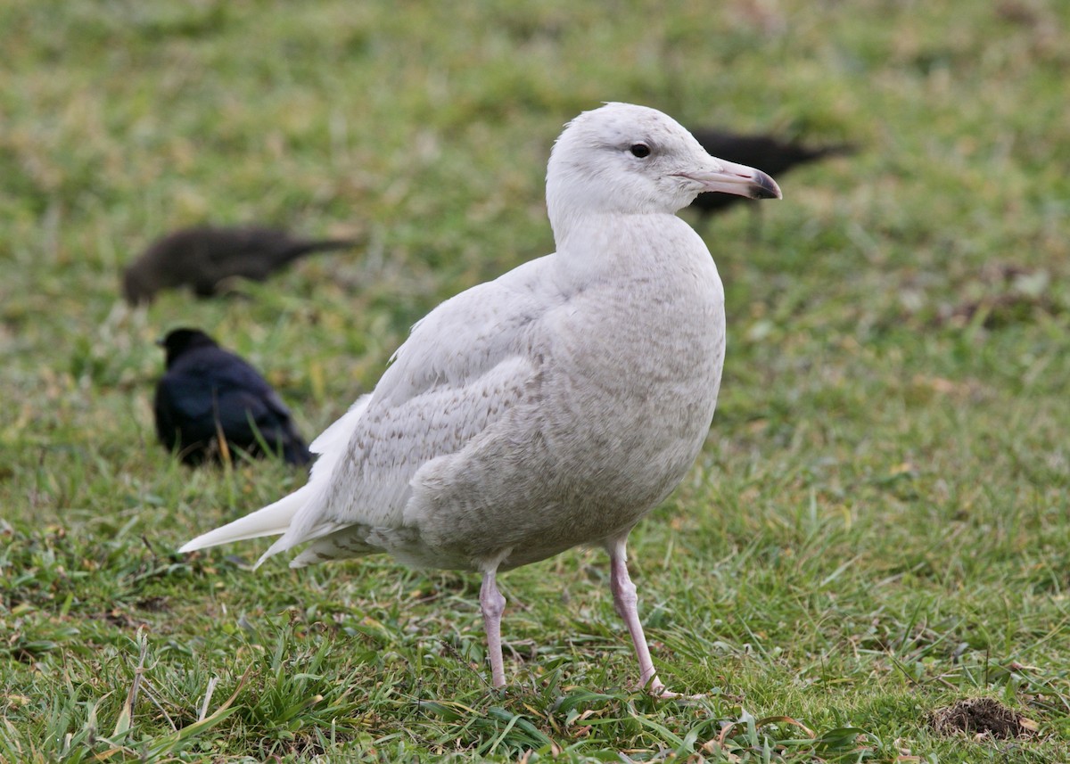 Glaucous Gull - ML143276071