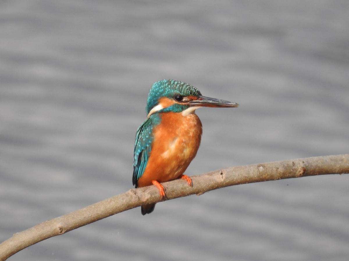 Common Kingfisher - ML143276381