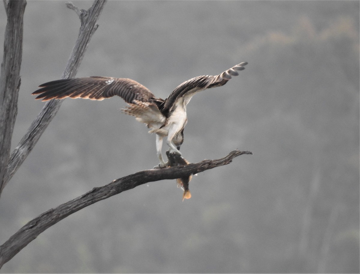 Osprey - ML143276491