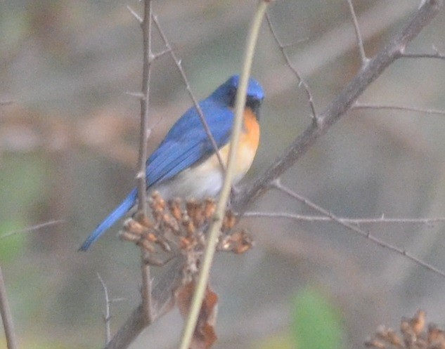 Tickell's Blue Flycatcher - ML143278031