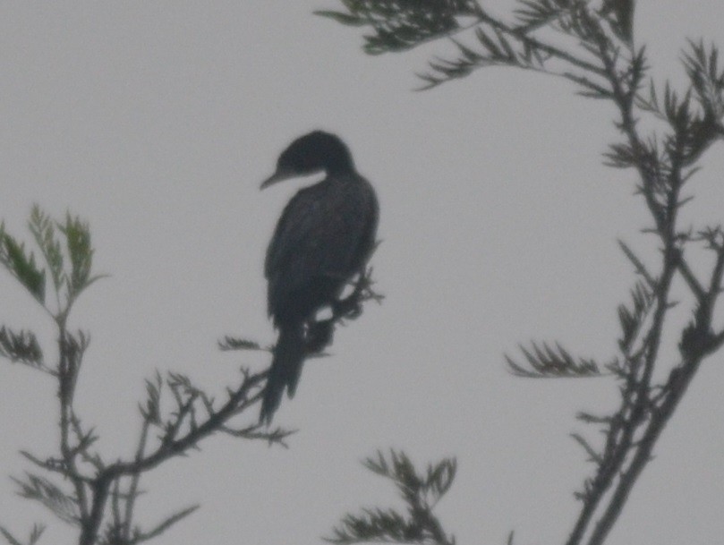 Little Cormorant - ML143278041