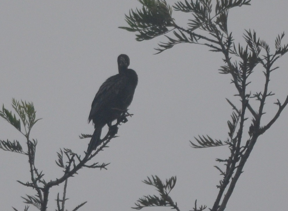 Little Cormorant - ML143278051