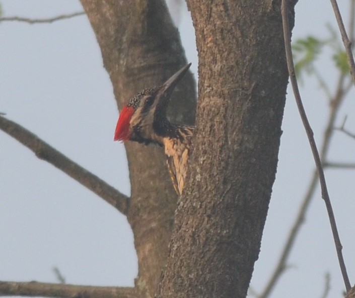 Black-rumped Flameback - ML143278071