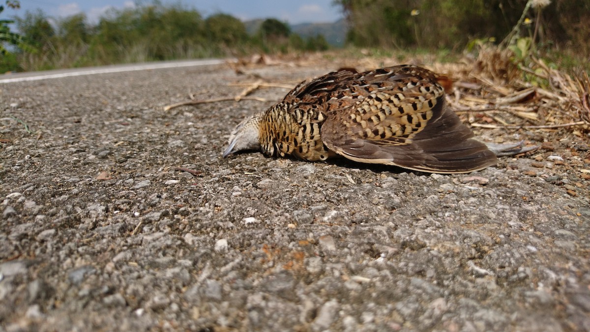 Barred Buttonquail - ML143280131