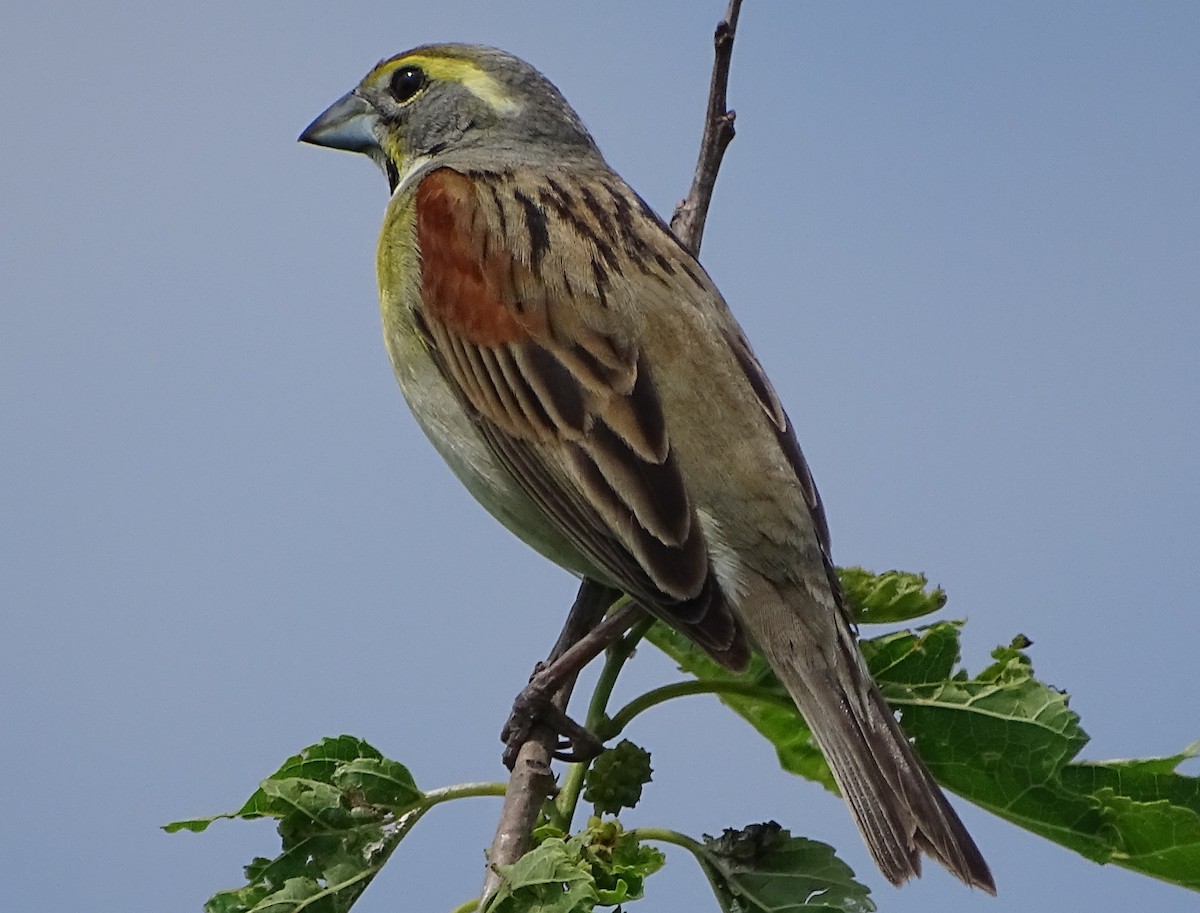 Dickcissel d'Amérique - ML143280251