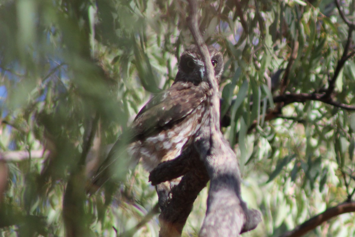 Австралийская иглоногая сова [группа boobook] - ML143280711