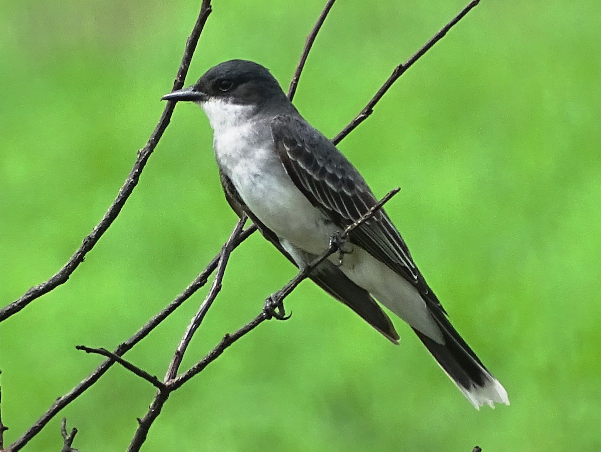 Eastern Kingbird - ML143280801