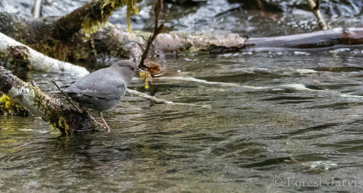 American Dipper - ML143281201