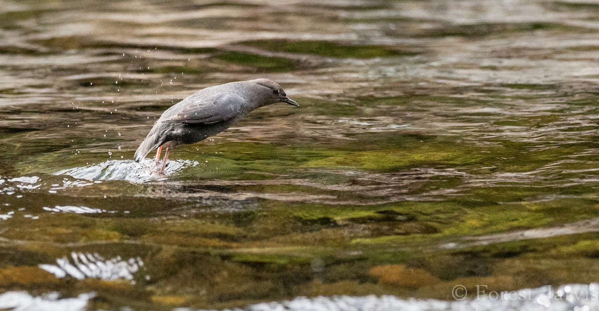 American Dipper - ML143281231