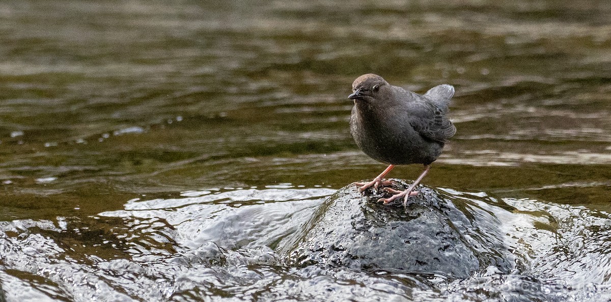 American Dipper - ML143281241