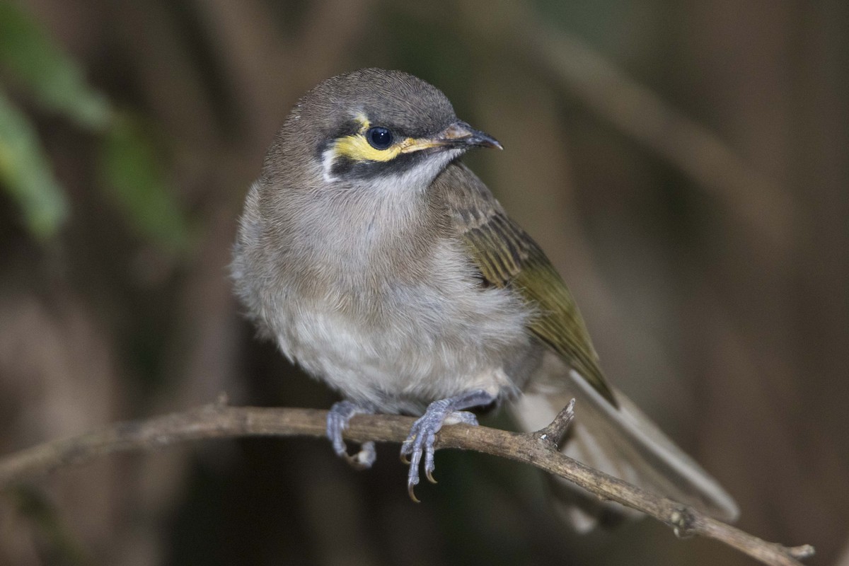 Yellow-faced Honeyeater - ML143281831