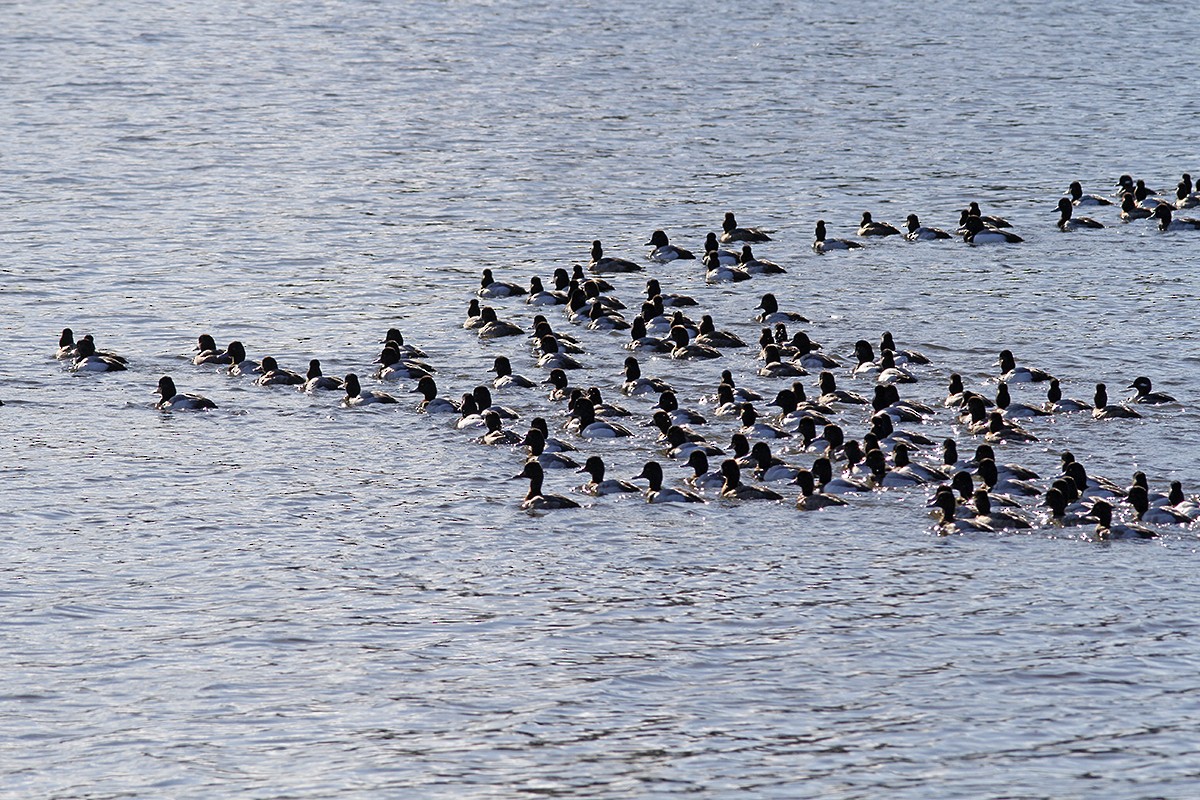 Tufted Duck - ML143282471