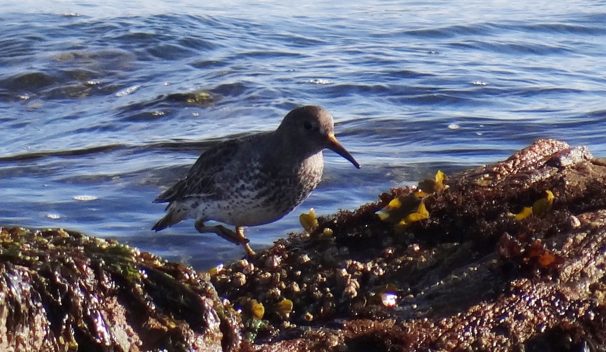 Rock Sandpiper - ML143284971