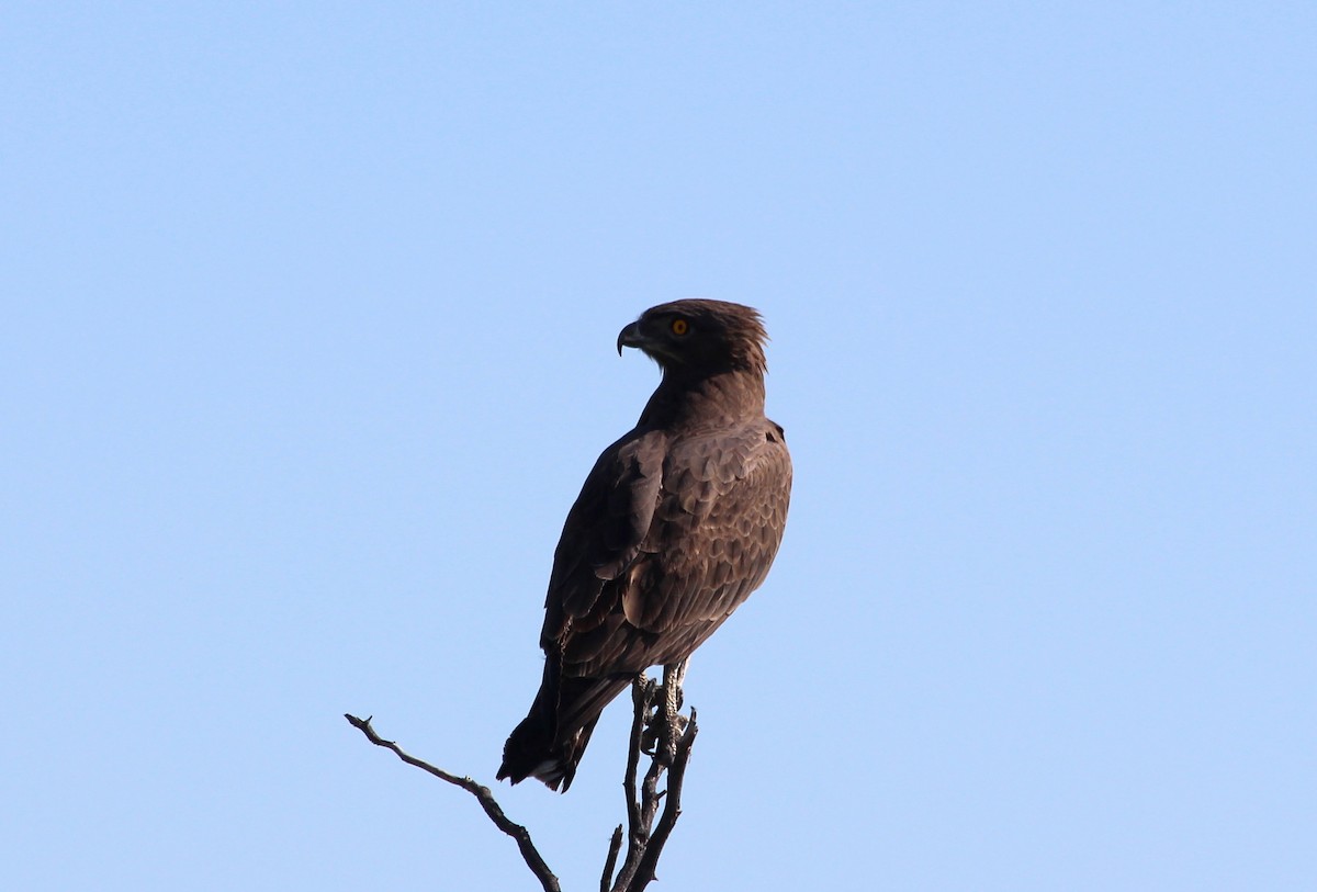 Brown Snake-Eagle - ML143285511