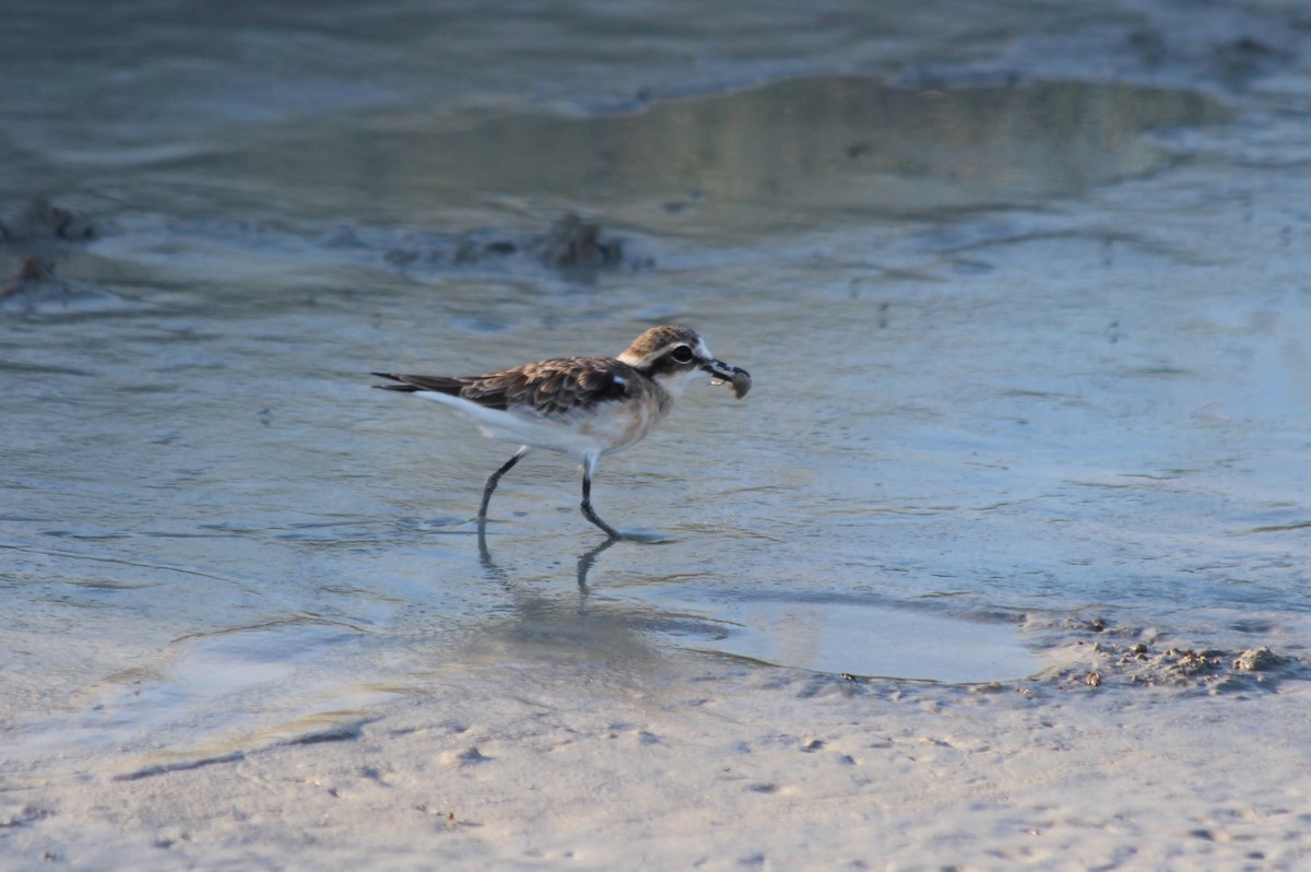 Kittlitz's Plover - ML143285741