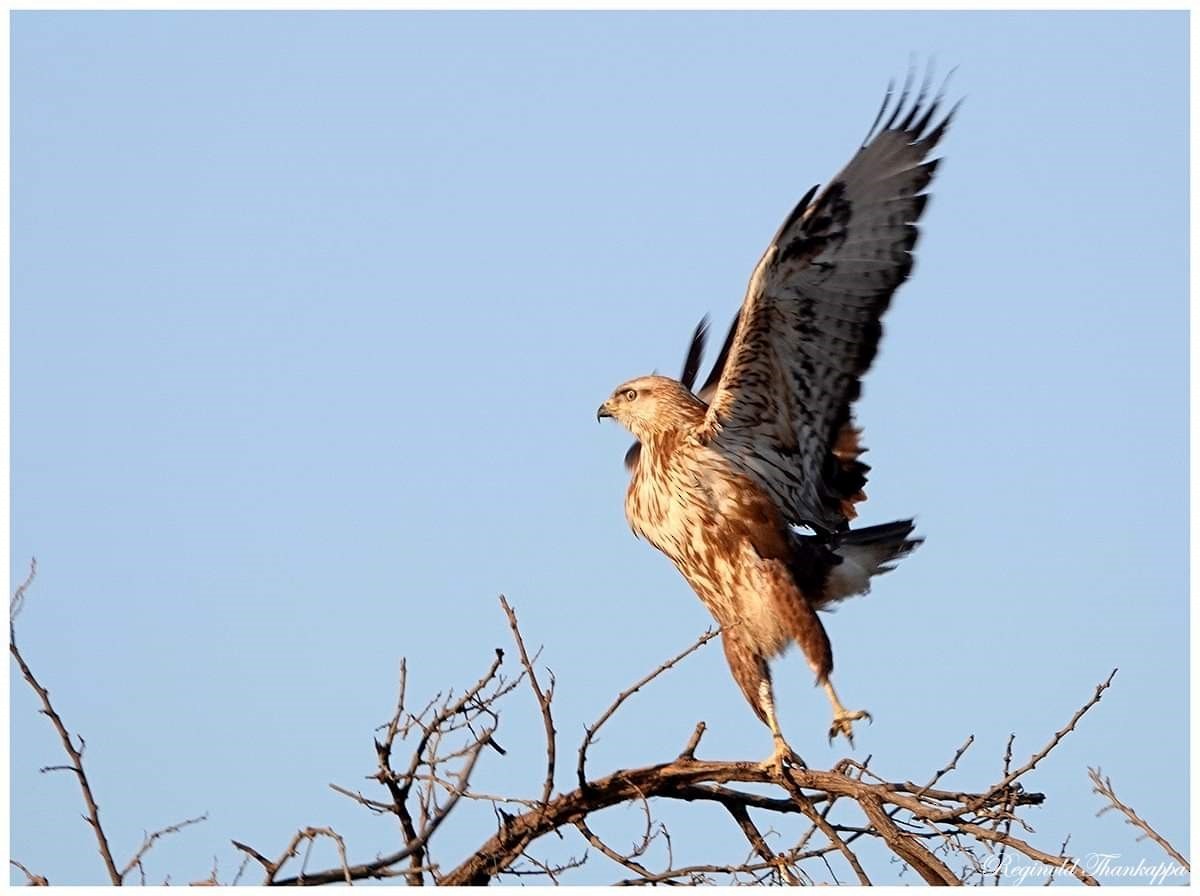 Long-legged Buzzard - ML143286771