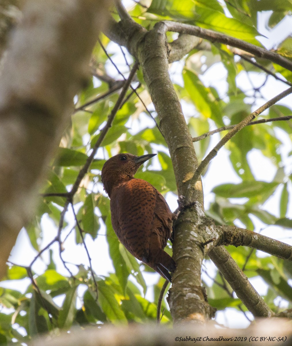 Rufous Woodpecker - Subhajit Chaudhuri