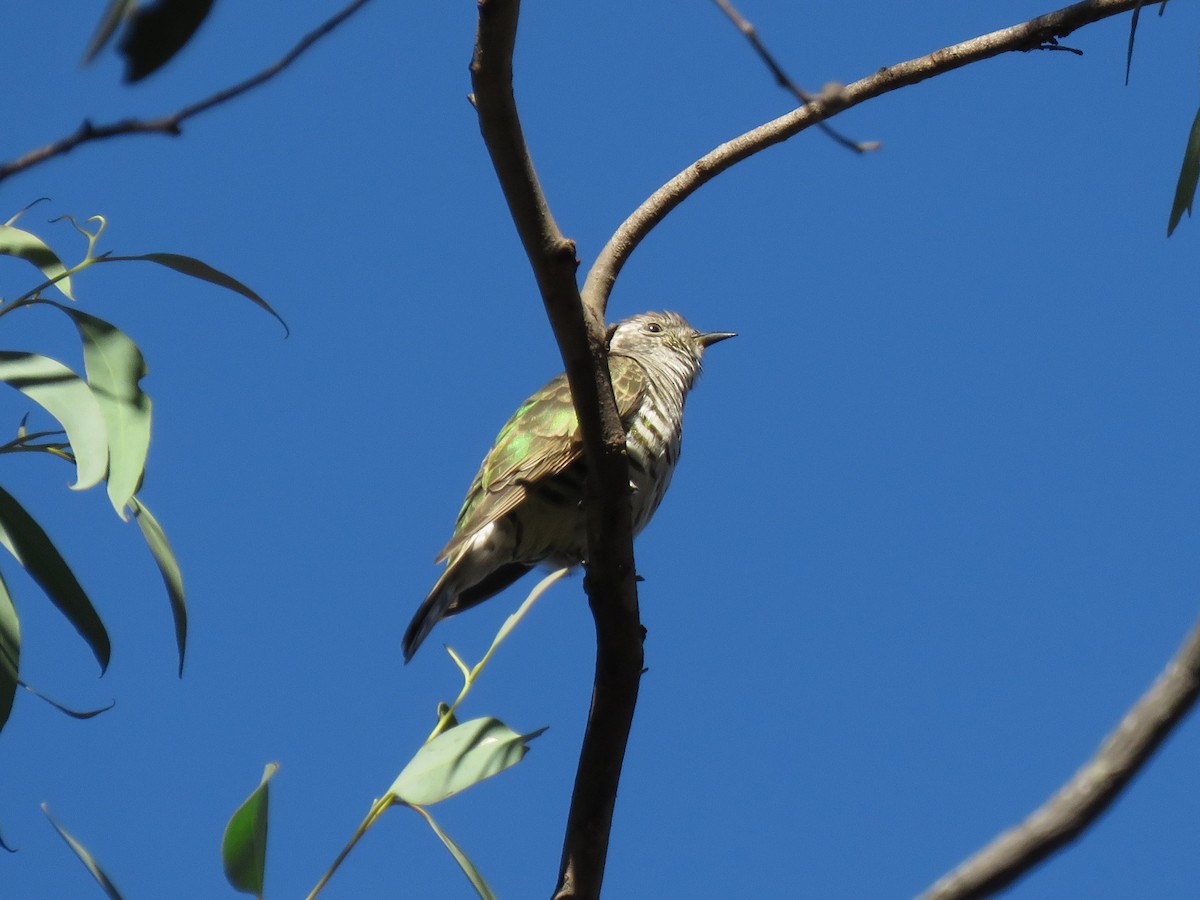 Shining Bronze-Cuckoo - ML143288751