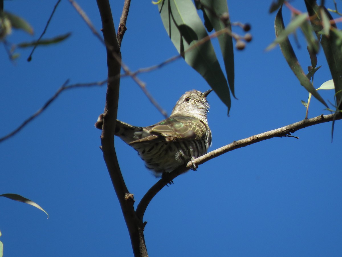 Shining Bronze-Cuckoo - ML143288861