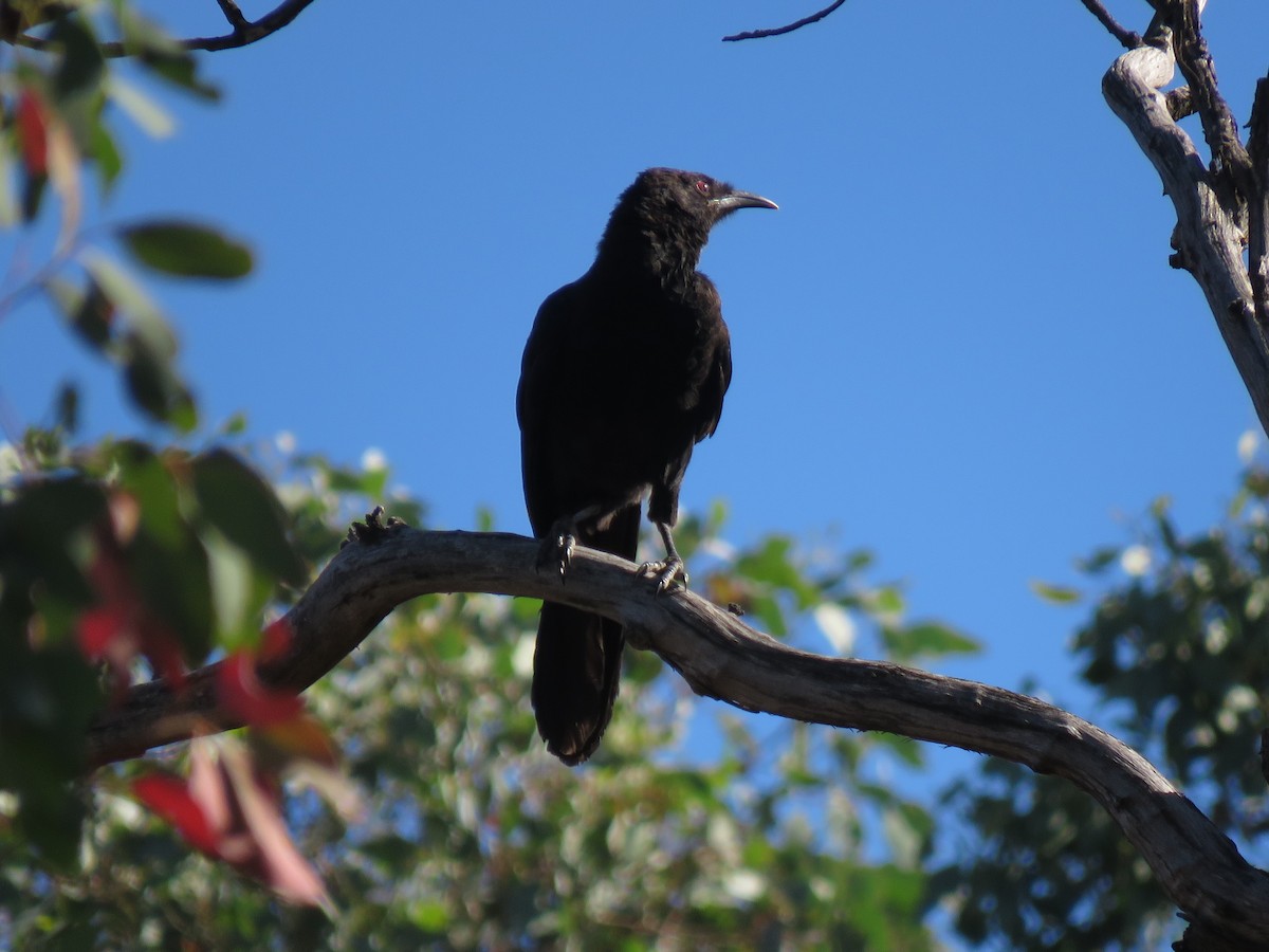 White-winged Chough - ML143288961