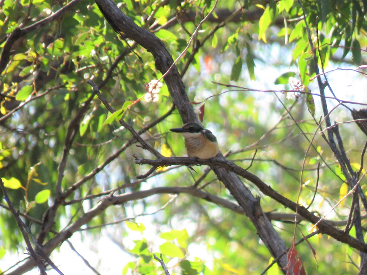 Sacred Kingfisher - ML143289081