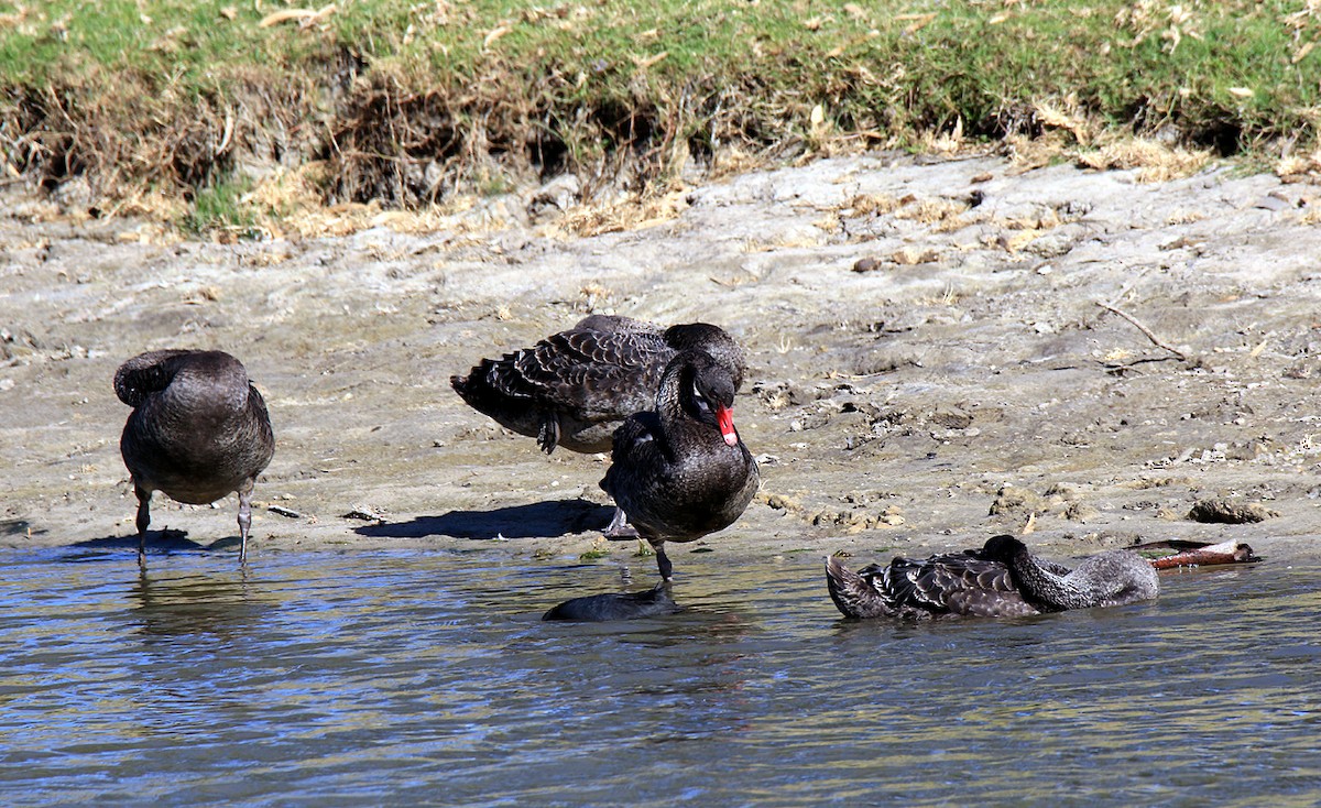 Black Swan - Moe Bertrand