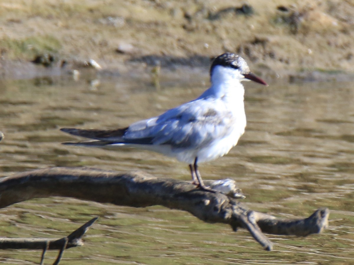 Whiskered Tern - ML143289751