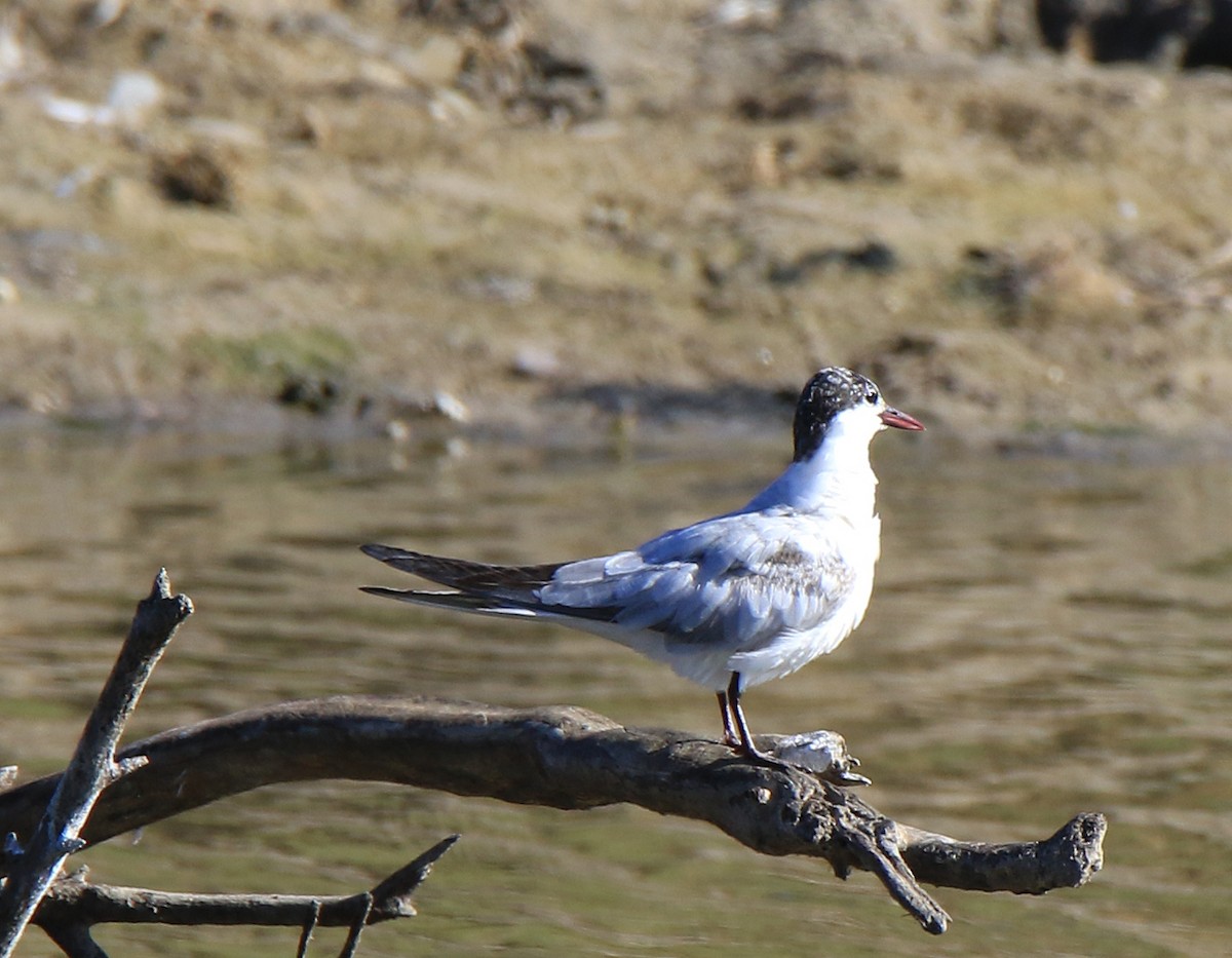 Whiskered Tern - ML143289761