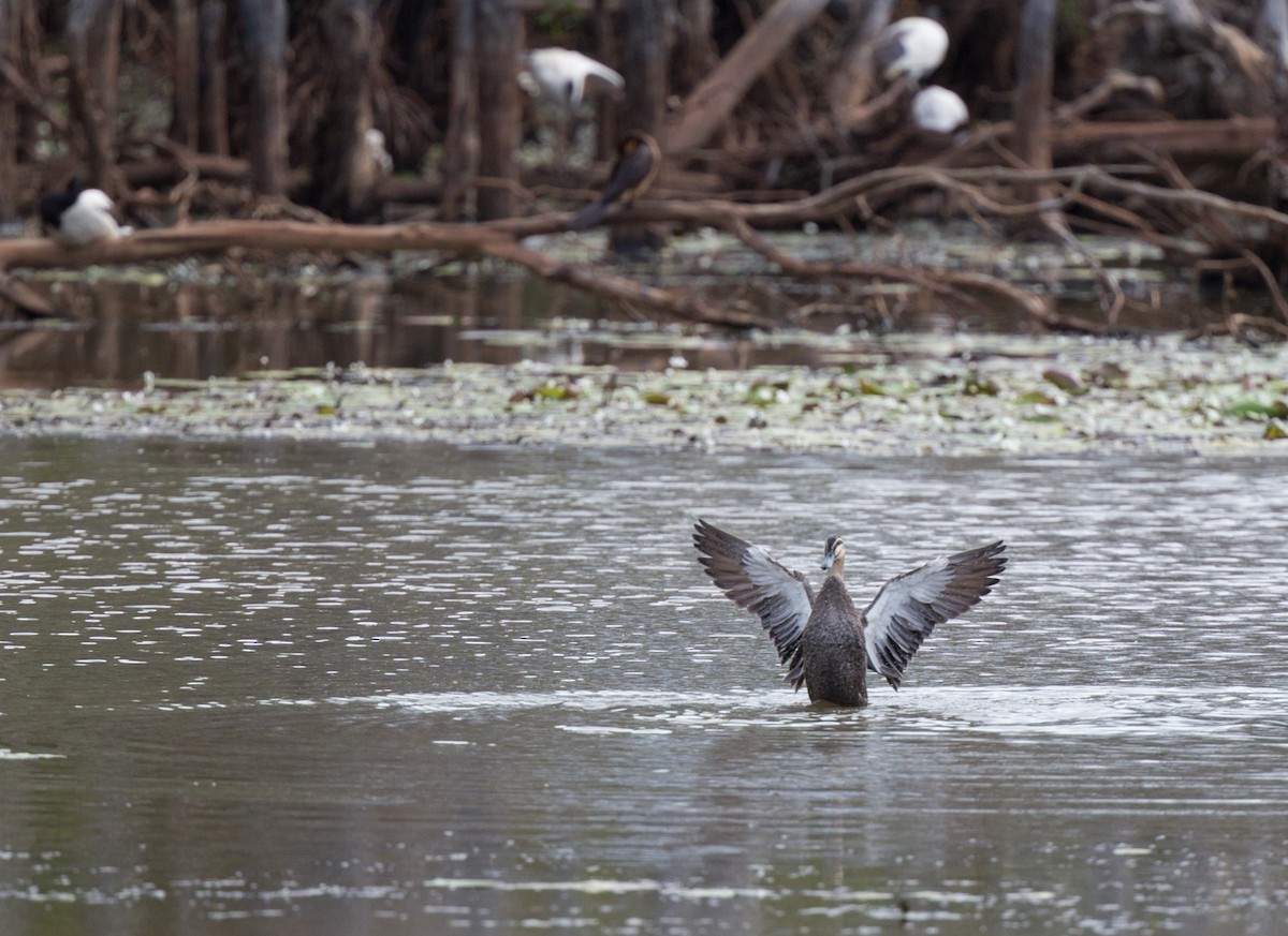 Pacific Black Duck - ML143290401