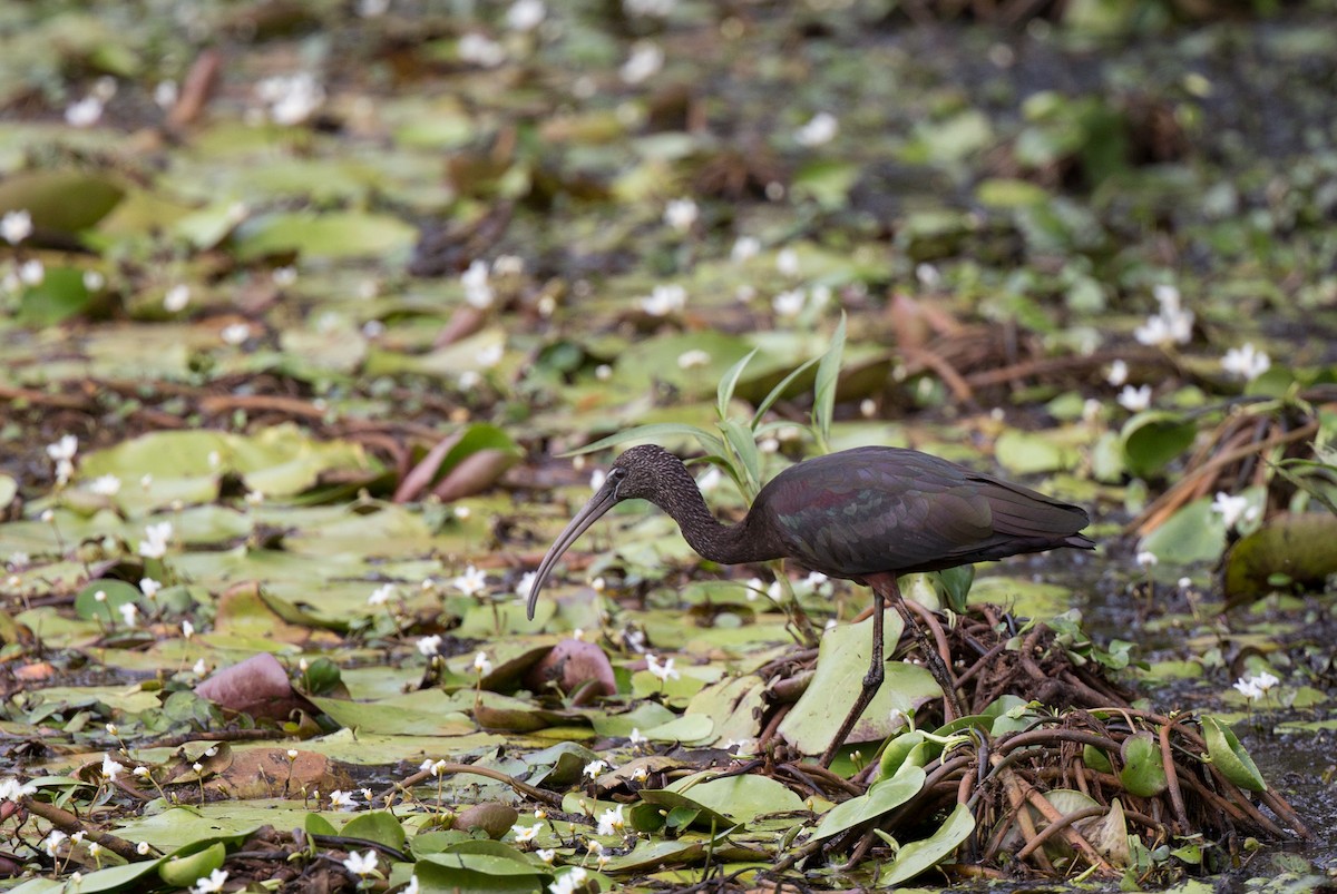 Glossy Ibis - ML143290521