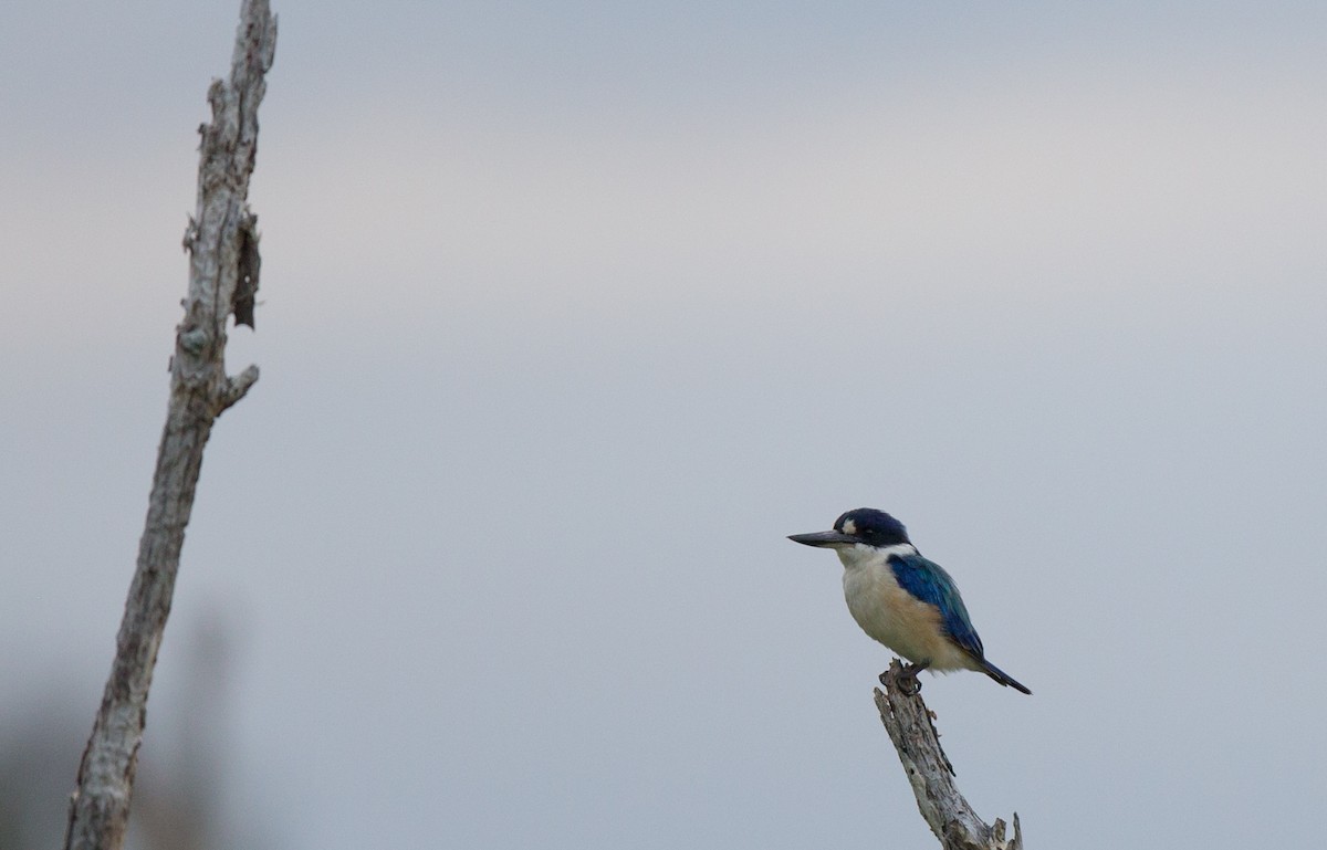 Forest Kingfisher - ML143290561