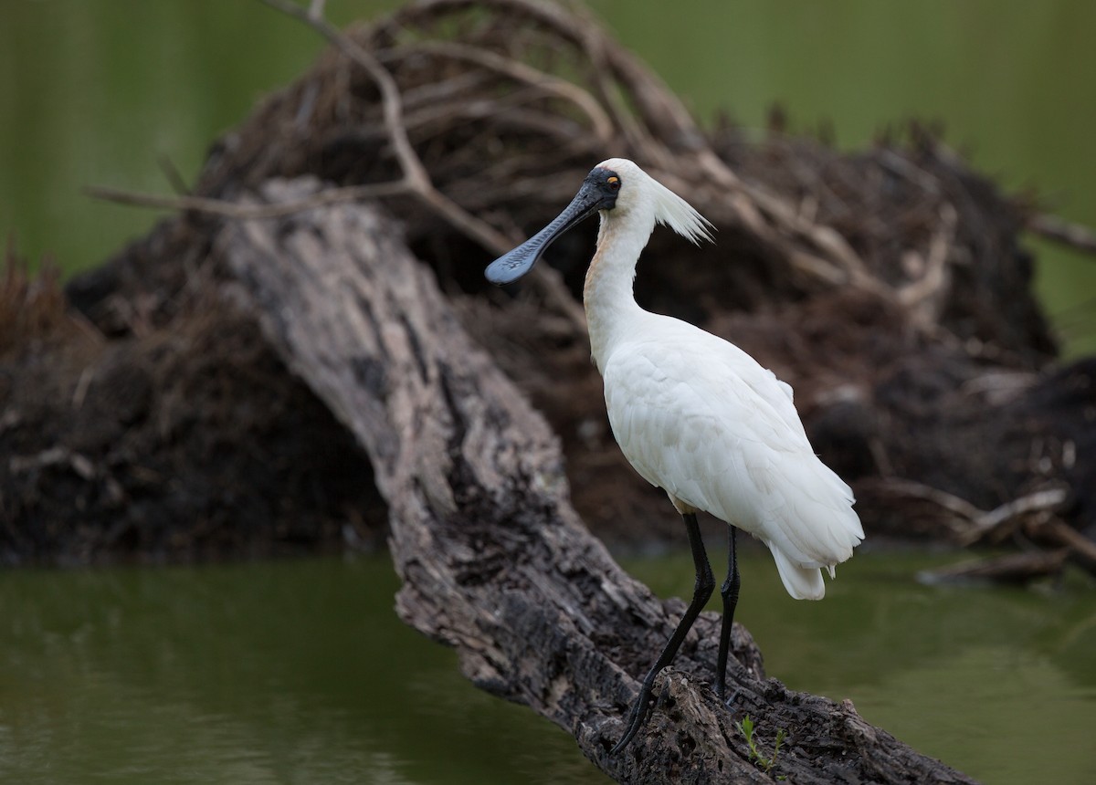 Royal Spoonbill - ML143290591