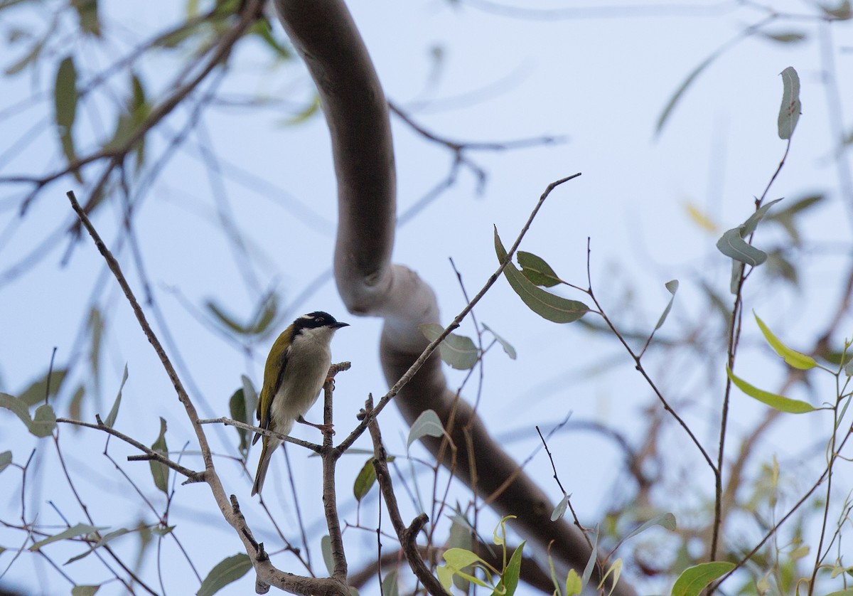 White-throated Honeyeater - ML143290601