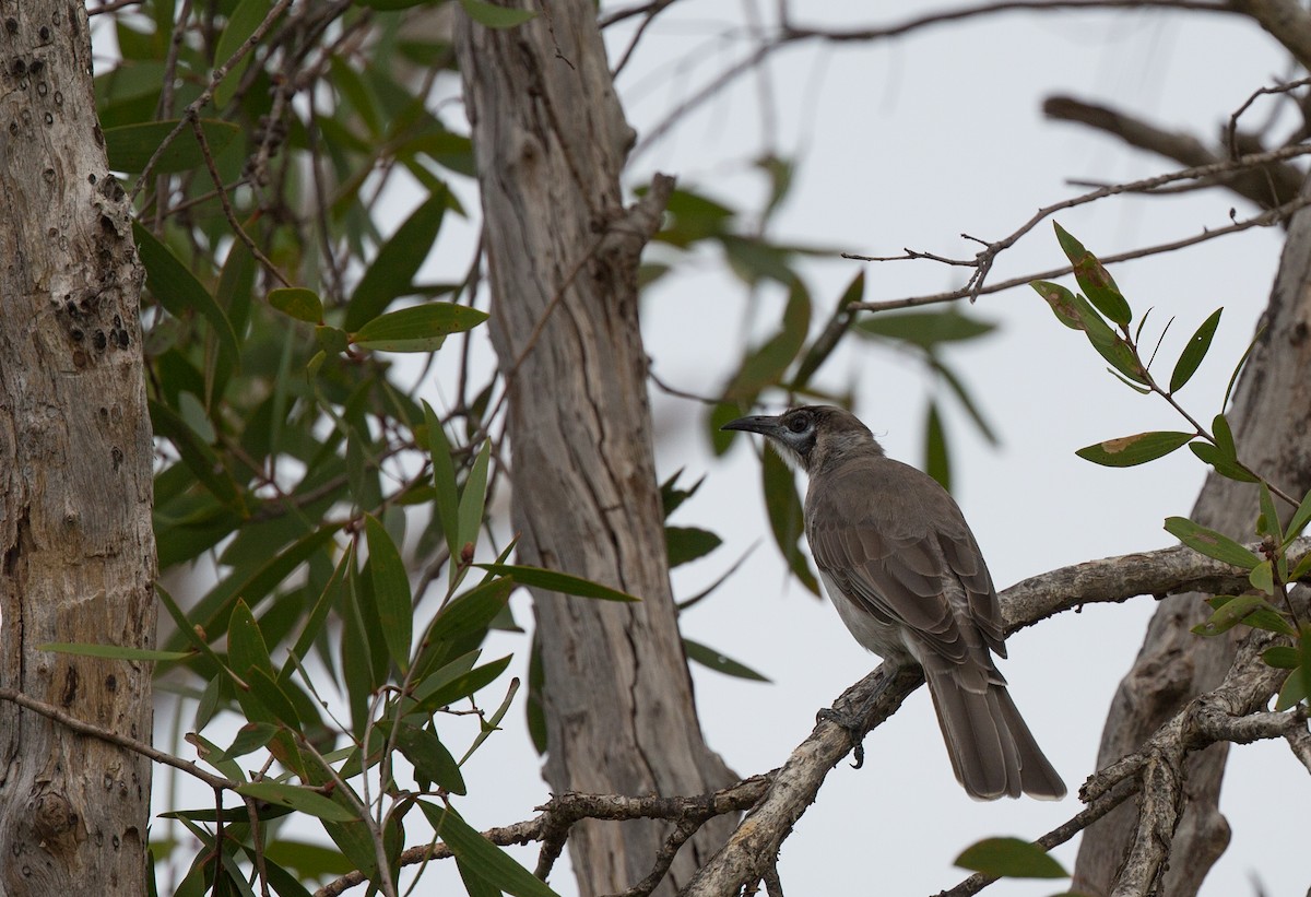 Little Friarbird - ML143290631