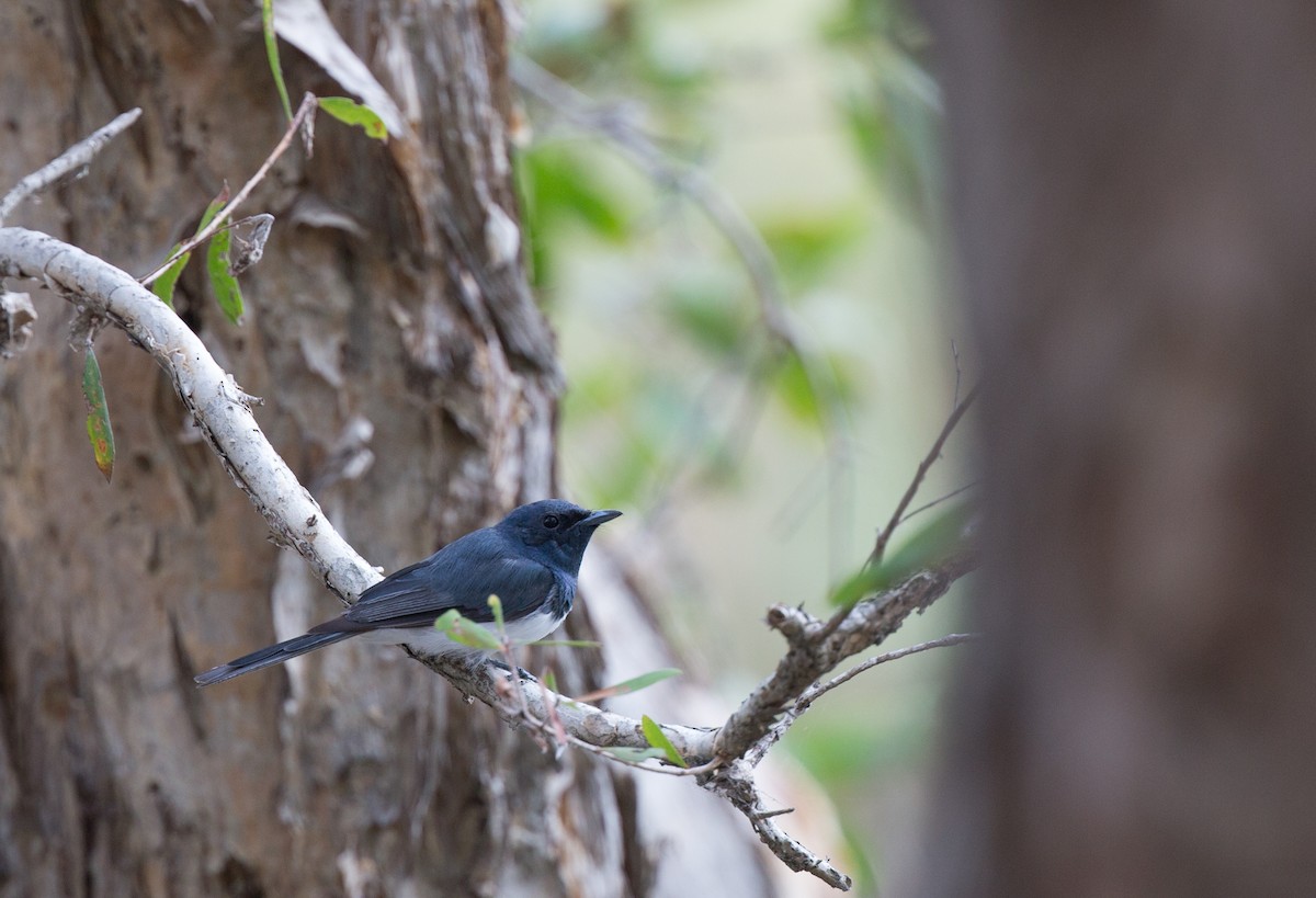 Leaden Flycatcher - ML143290831