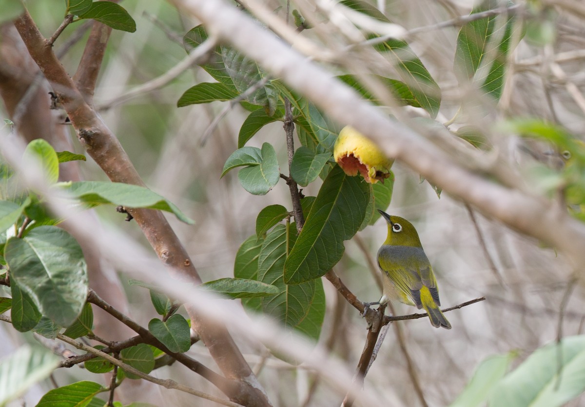 Silvereye - ML143290861