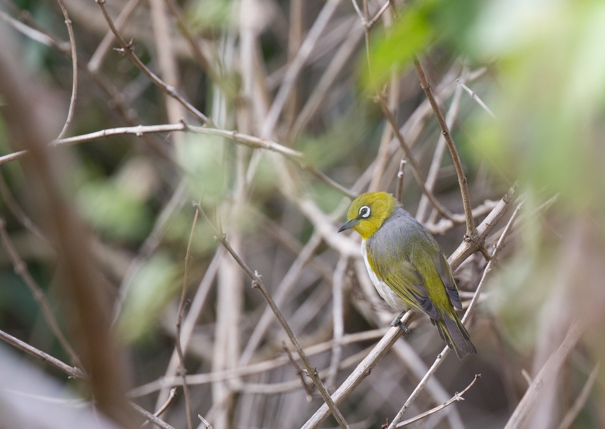 Graumantel-Brillenvogel - ML143290881