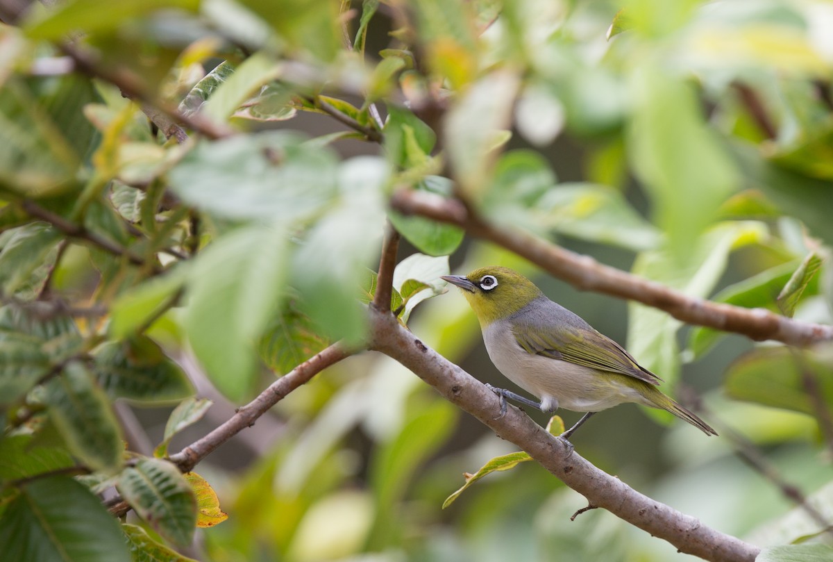 Silvereye - ML143290891