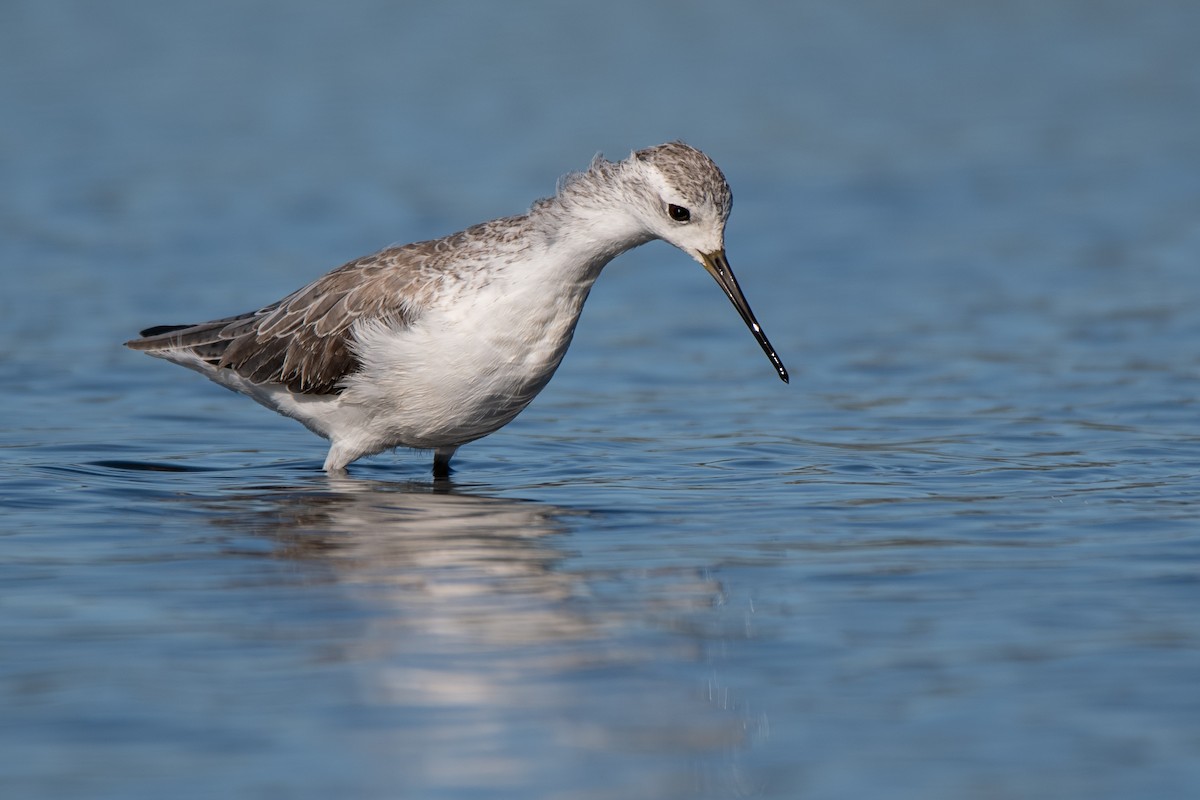 Marsh Sandpiper - ML143291821