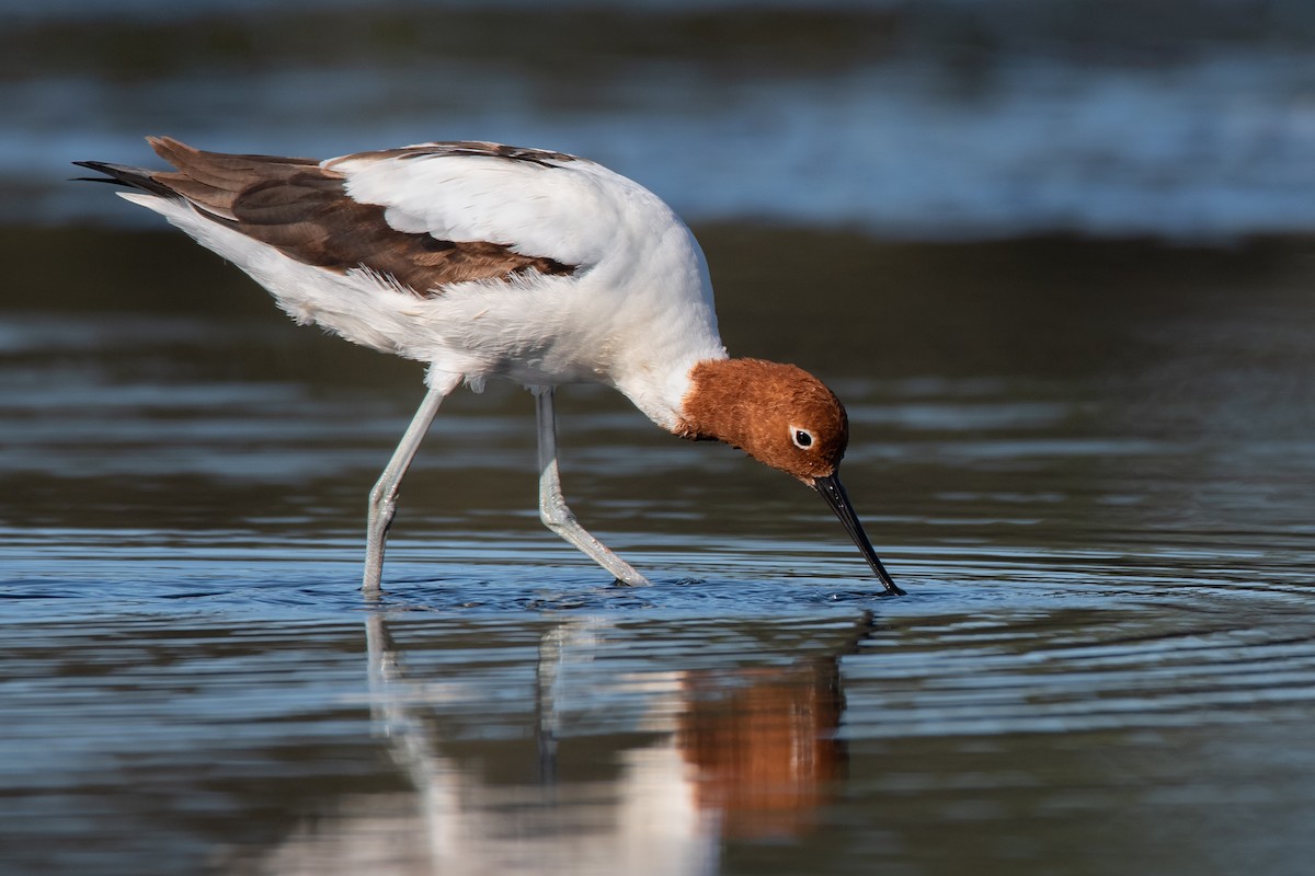 Avoceta Australiana - ML143292101