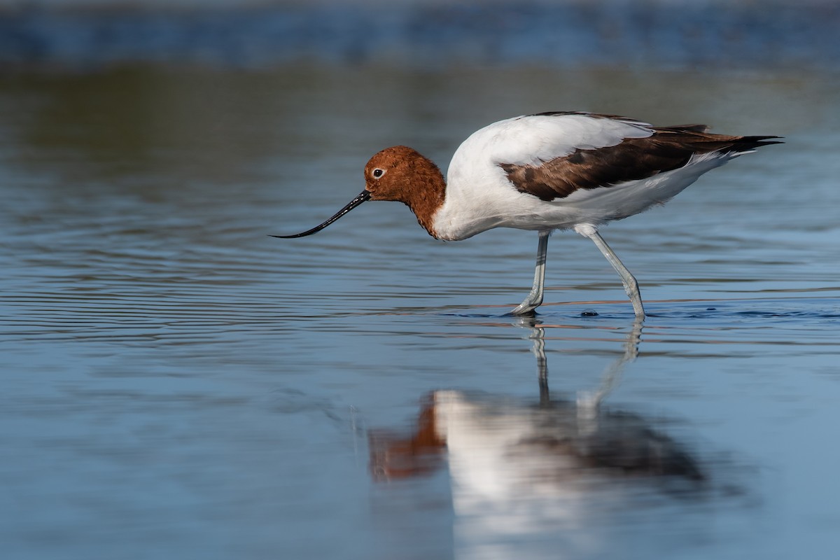 Avoceta Australiana - ML143292241