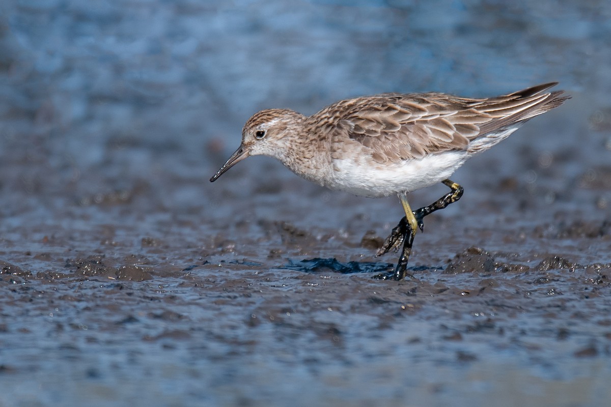 Sharp-tailed Sandpiper - ML143292261