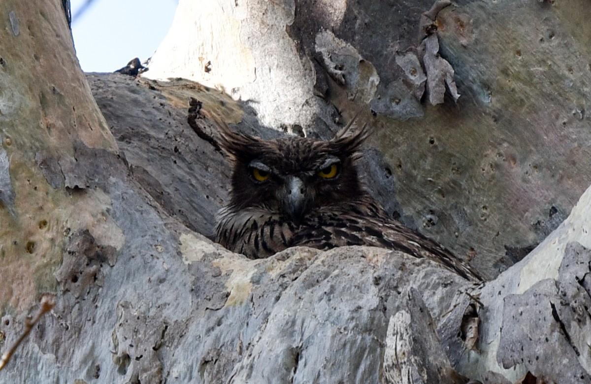 Brown Fish-Owl - ML143292351