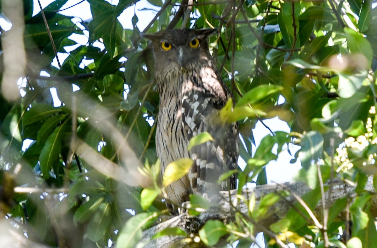 Brown Fish-Owl - ML143292371