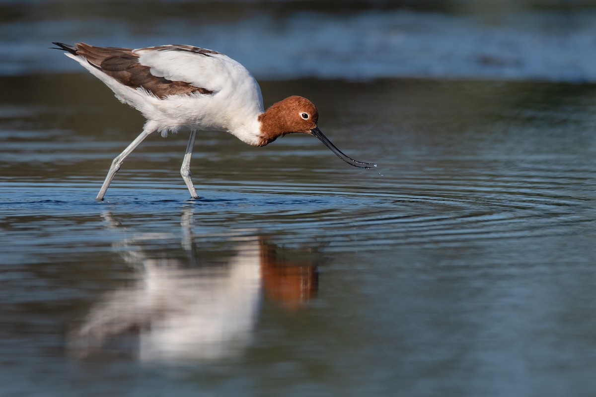 Avocette d'Australie - ML143292391