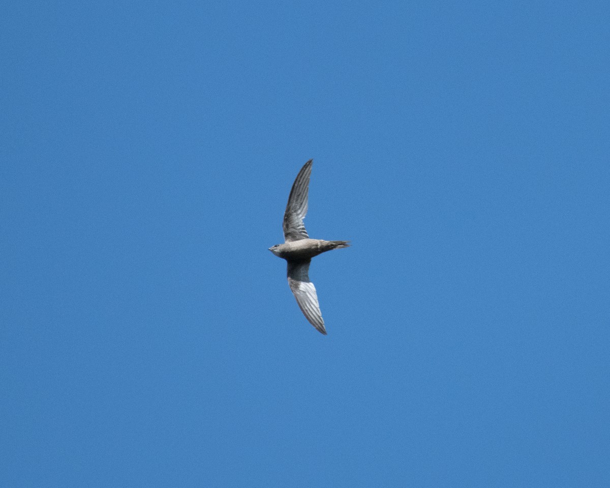 Nyanza Swift - Mark Vukovich