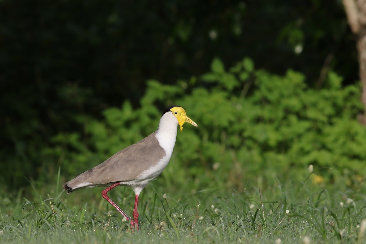 Masked Lapwing - Nick Bonomo