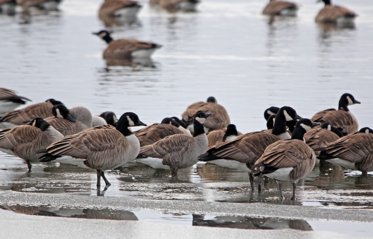 Cackling Goose - Matthew Schenck