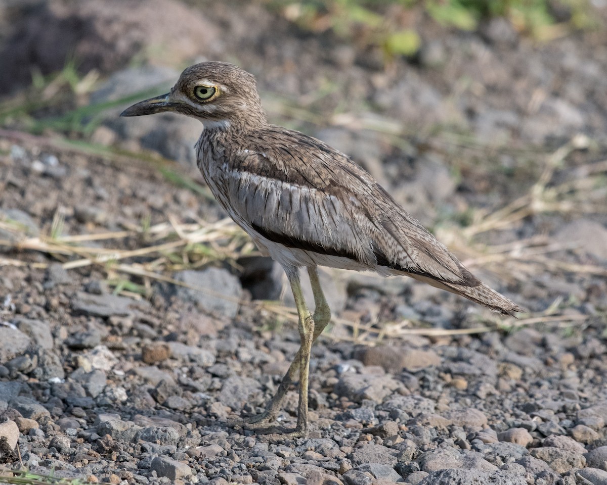 Water Thick-knee - ML143296971