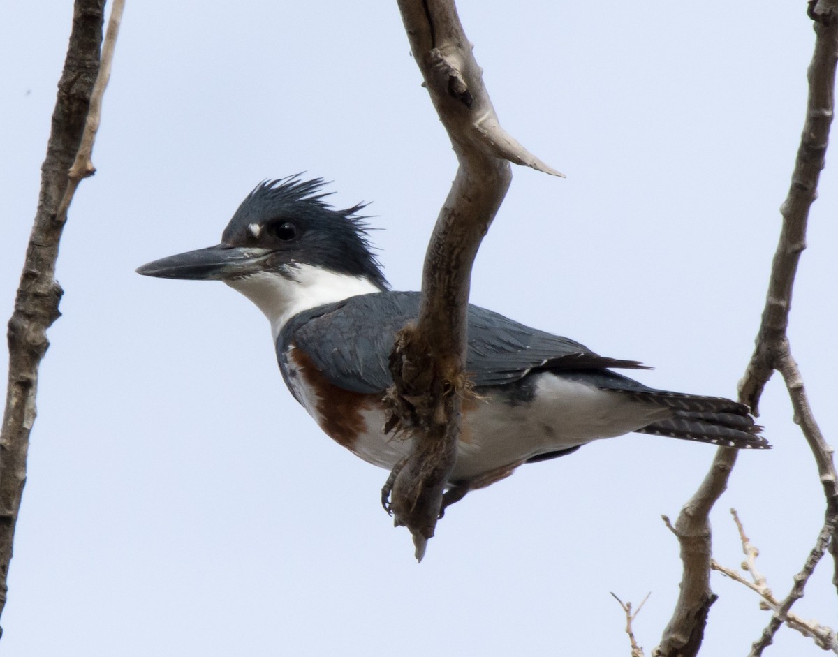 Belted Kingfisher - Gordon Karre